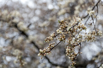 Springtime, tiny white flowers on tree branches against a distant blurred background. Water drops on the buds on a rainy day