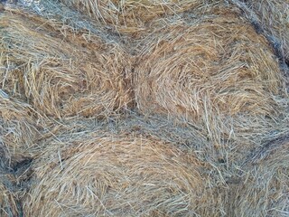 hay bale in the field