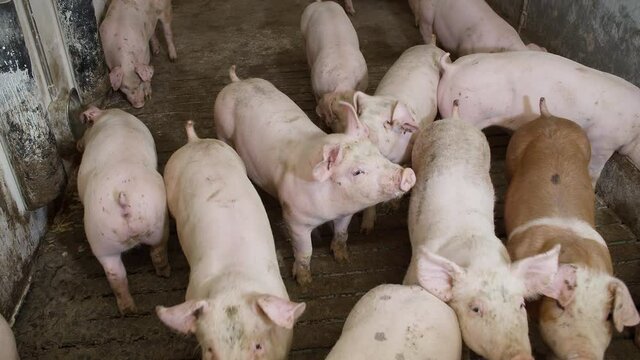 Medium shot of pigs at pig farm