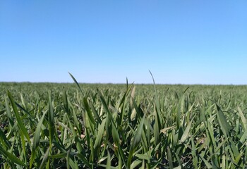 green wheat field