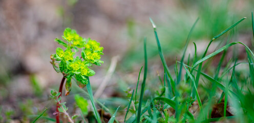 grass with dew drops