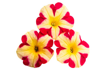 Obraz na płótnie Canvas red-yellow petunia flower isolated