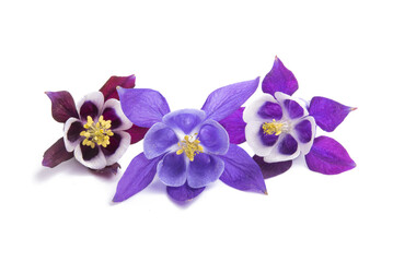 aquilegia flower isolated
