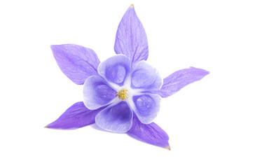 aquilegia flower isolated