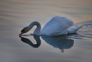 The photo shows a swan drinking water

