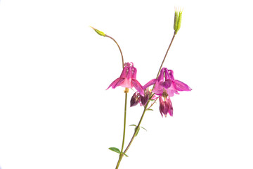 aquilegia flower isolated