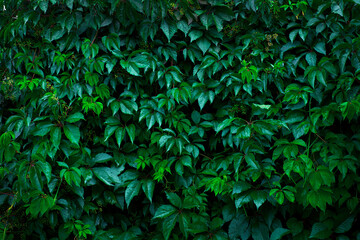 Wall of green decorative maiden grape after rain as plant background