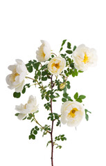 white rose isolated