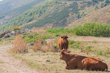 young cows on a cattle