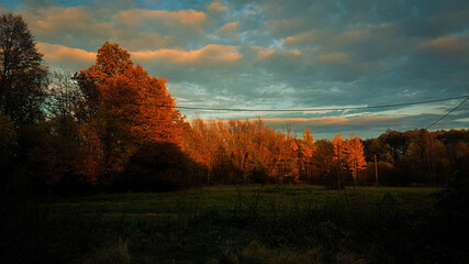 sunset in the forest