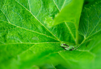 葉っぱの上のアマガエル