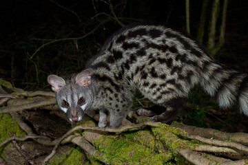 Genet in the river forest