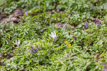 Beautiful bright spring flower bloomed in botanical garden