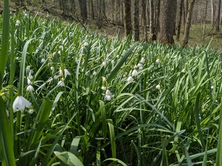snowdrops in spring