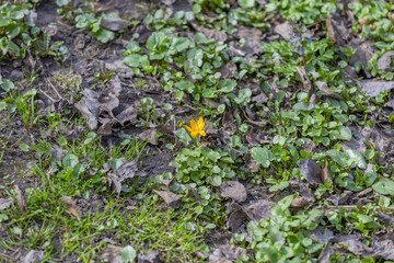 Beautiful bright spring flower bloomed in botanical garden