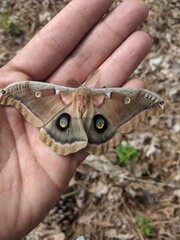butterfly on finger