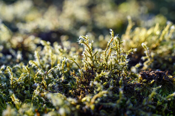 Forest in spring macro