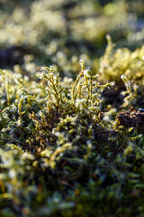 Forest in spring macro