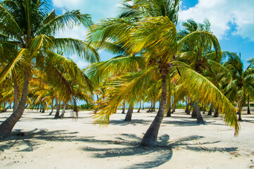 Palm Trees on a White Beach