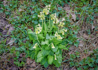 The real cowslip grows as a perennial, herbaceous plant that reaches a height of 8 to 30 centimeters and usually occurs in smaller and larger groups.