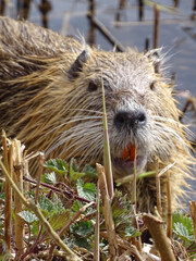 Nutria