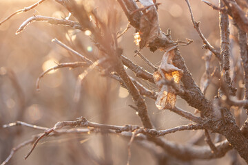 Brown leaf and paitin on the branches of an ornamental hedge bush against a sunset background
