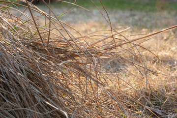 Fototapeta premium Dry grass illuminated by sunset light