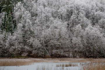 snow covered trees