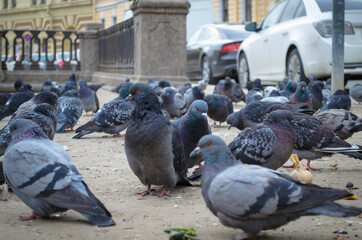 pigeons on the river embankment