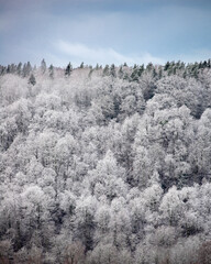 frost covered trees in winter