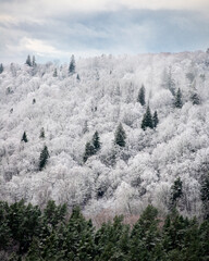 Frost covered trees in winter