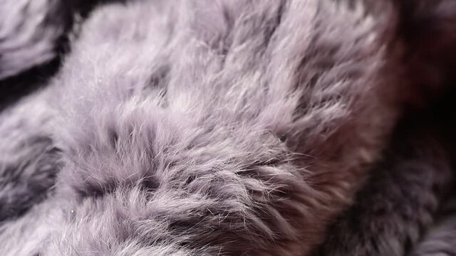 Luxus lila graues Kaninchenfell als Hintergrund