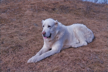 A light-colored labrador dog on a walk in springtime.