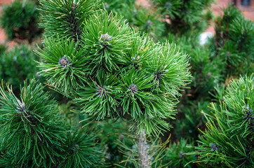 coniferous plant, green needles, photo outdoors
