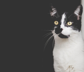 Czarno biały kot na ciemnym tle - obrazy, fototapety, plakaty