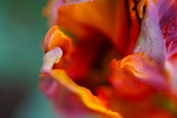 Fototapeta na wymiar ,Tulpe, Papagei Tulpe, Macro, tulip, Nahaufnahme, Blume, Frühling,