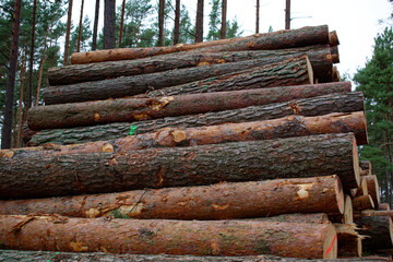 Felled pine trunks in the forest are piled up in a heap. The concept of cutting down trees. deforestation