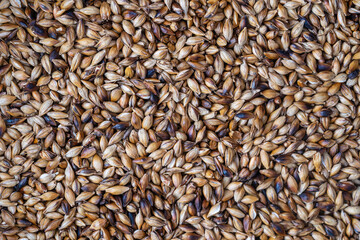 Roasted barley grains. Ingredient for beer or kvass. Background and texture of fried grains
