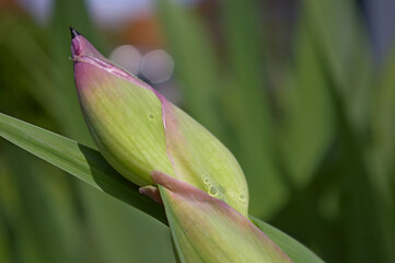 Iris bud flowers before blooming. Purple iris bud on a natural blurred garden background with bokeh. Copy space. 