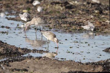 Sandpipers looking for food