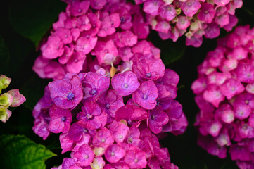 ピンクの紫陽花