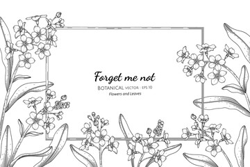 Forget me not flower and leaf hand drawn botanical illustration with line art.