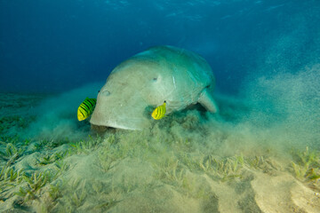 Fototapeta premium Dugong sea cow egypt