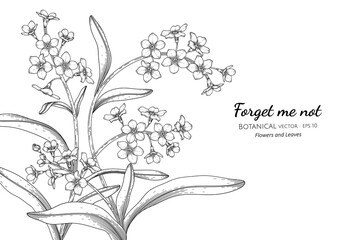Forget me not flower and leaf hand drawn botanical illustration with line art.
