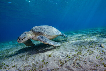 Obraz premium Sea turtle red sea egypt