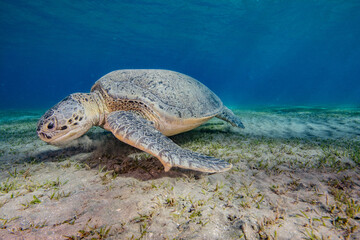 Obraz na płótnie Canvas Sea turtle red sea egypt