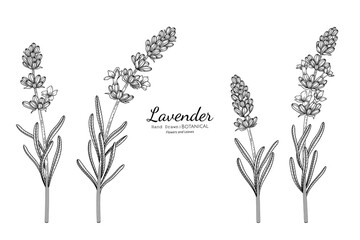 Lavender flower and leaf hand drawn botanical illustration with line art.