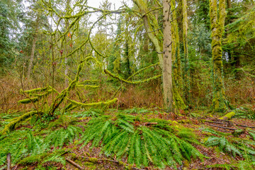 green forest in the morning
