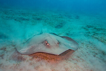 Ray red sea