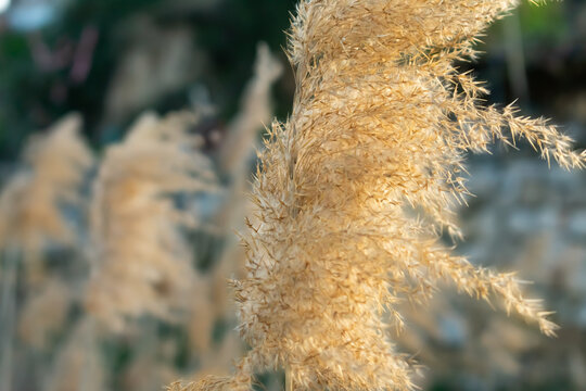 Marco of the Achnatherum calamagrostis or Gram&iacute;nia (river plant)